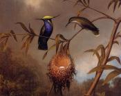 Black-Breasted Plovercrest - 马丁·约翰逊·赫德